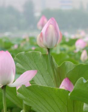 Fotografia 14 da espécie Nelumbo nucifera no Jardim Botânico UTAD