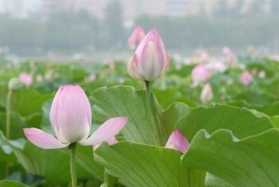 Fotografia da espécie Nelumbo nucifera