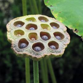 Fotografia da espécie Nelumbo nucifera