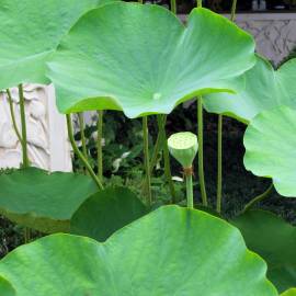 Fotografia da espécie Nelumbo nucifera