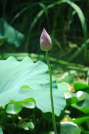 Fotografia da espécie Nelumbo nucifera