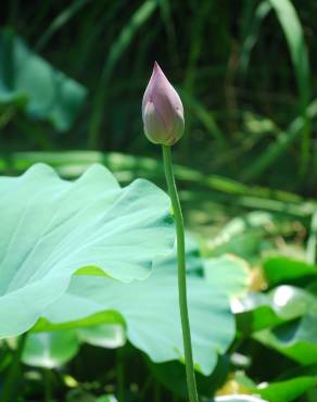 Fotografia 18 da espécie Nelumbo nucifera no Jardim Botânico UTAD