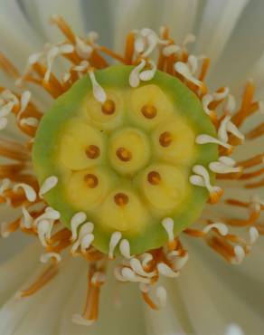 Fotografia 19 da espécie Nelumbo nucifera no Jardim Botânico UTAD