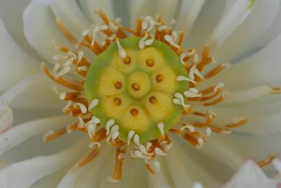 Fotografia da espécie Nelumbo nucifera