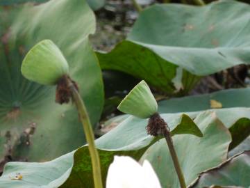 Fotografia da espécie Nelumbo nucifera