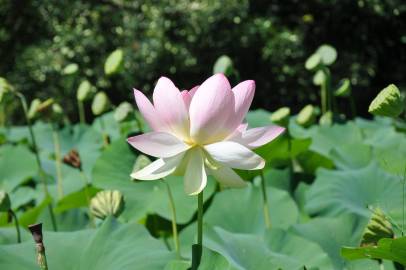 Fotografia da espécie Nelumbo nucifera