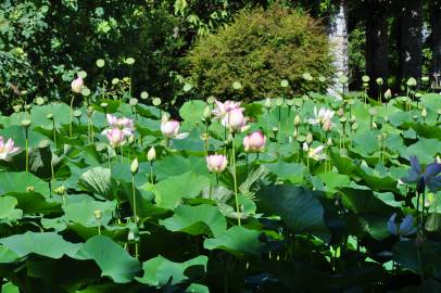 Fotografia da espécie Nelumbo nucifera