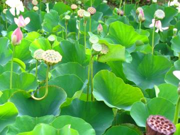 Fotografia da espécie Nelumbo nucifera