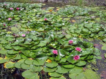 Fotografia da espécie Nelumbo nucifera