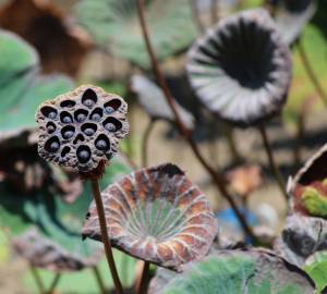 Fotografia da espécie Nelumbo nucifera