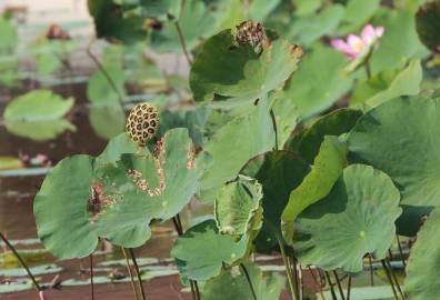 Fotografia da espécie Nelumbo nucifera