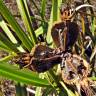 Fotografia 8 da espécie Vellozia squamata do Jardim Botânico UTAD