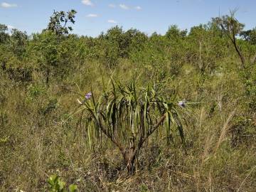 Fotografia da espécie Vellozia squamata