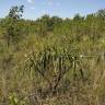 Fotografia 9 da espécie Vellozia squamata do Jardim Botânico UTAD