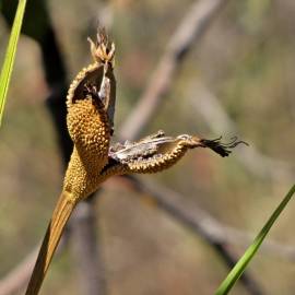 Fotografia da espécie Vellozia squamata