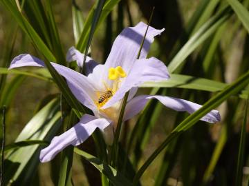 Fotografia da espécie Vellozia squamata