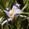 Fotografia 16 da espécie Vellozia squamata do Jardim Botânico UTAD