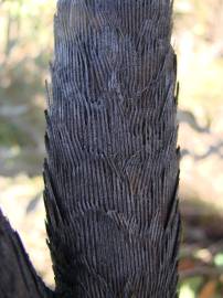 Fotografia da espécie Vellozia squamata