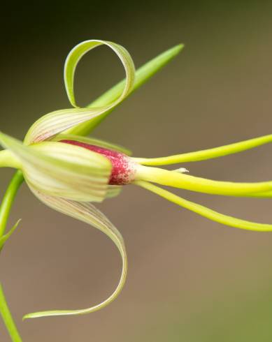 Fotografia de capa Stemona tuberosa - do Jardim Botânico