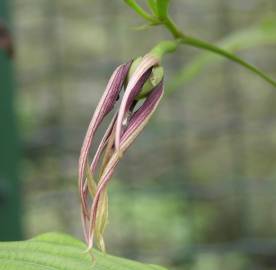 Fotografia da espécie Stemona tuberosa
