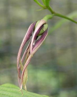 Fotografia 3 da espécie Stemona tuberosa no Jardim Botânico UTAD