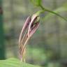 Fotografia 3 da espécie Stemona tuberosa do Jardim Botânico UTAD