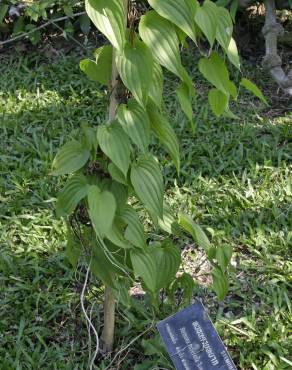 Fotografia 4 da espécie Stemona tuberosa no Jardim Botânico UTAD