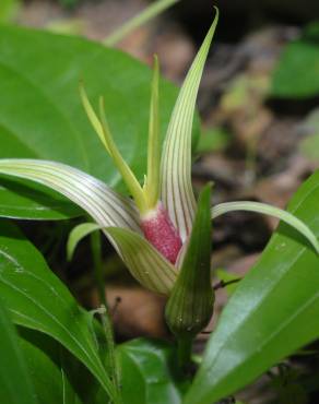 Fotografia 5 da espécie Stemona tuberosa no Jardim Botânico UTAD