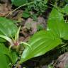 Fotografia 6 da espécie Stemona tuberosa do Jardim Botânico UTAD