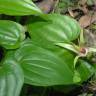 Fotografia 7 da espécie Stemona tuberosa do Jardim Botânico UTAD