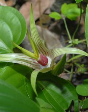 Fotografia 8 da espécie Stemona tuberosa no Jardim Botânico UTAD