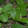 Fotografia 9 da espécie Stemona tuberosa do Jardim Botânico UTAD