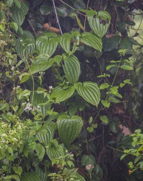 Fotografia 12 da espécie Stemona tuberosa no Jardim Botânico UTAD