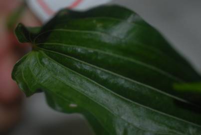 Fotografia da espécie Stemona tuberosa