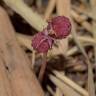 Fotografia 1 da espécie Sciaphila secundiflora do Jardim Botânico UTAD