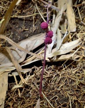 Fotografia 3 da espécie Sciaphila secundiflora no Jardim Botânico UTAD