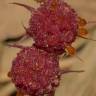 Fotografia 4 da espécie Sciaphila secundiflora do Jardim Botânico UTAD