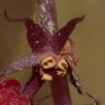 Fotografia 5 da espécie Sciaphila secundiflora do Jardim Botânico UTAD