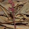Fotografia 6 da espécie Sciaphila secundiflora do Jardim Botânico UTAD