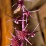 Fotografia 7 da espécie Sciaphila secundiflora do Jardim Botânico UTAD