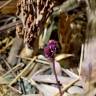 Fotografia 8 da espécie Sciaphila secundiflora do Jardim Botânico UTAD