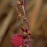 Fotografia 9 da espécie Sciaphila secundiflora do Jardim Botânico UTAD