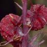 Fotografia 10 da espécie Sciaphila secundiflora do Jardim Botânico UTAD