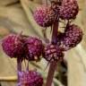 Fotografia 11 da espécie Sciaphila secundiflora do Jardim Botânico UTAD