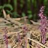 Fotografia 12 da espécie Sciaphila secundiflora do Jardim Botânico UTAD
