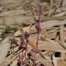 Fotografia 14 da espécie Sciaphila secundiflora do Jardim Botânico UTAD