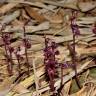 Fotografia 15 da espécie Sciaphila secundiflora do Jardim Botânico UTAD