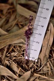 Fotografia da espécie Sciaphila secundiflora