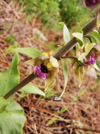 Fotografia da espécie Epipactis tremolsii