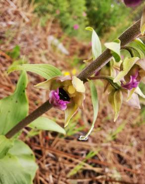 Fotografia 6 da espécie Epipactis tremolsii no Jardim Botânico UTAD